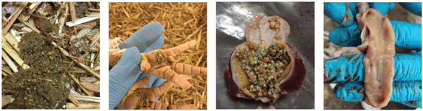 CLINICAL CASE 1: Nutritional indigestion. From left, undigested feed contents, pododermatitis, gizzard contents and irritation of serosal mucosa.