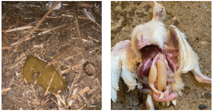 CLINICAL CASE 3: Foamy diarrhoea and distended caeca.