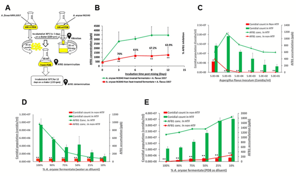 Figure 4. Efects of cell-free culture fltrate of A. oryzae M2040. (A) Experimental design. (B) Time course of the AFB1 accumulation in a mixed liquid of M2040 cell-free culture fermentate and A. favus mycelial cells. *P < 0.05. **P < 0.01. (C) Conidial numbers and AFB1 production in HT and non HT M2040 fermentate inoculated with diferent conidial numbers of A. favus. **P < 0.05. **P < 0.01. (D) Conidial count and AFB1 production in diferent concentrations of HT and non HT A. oryzae fermentate inoculated with 5 × 105 A. favus conidia/ml. *P < 0.05. **P < 0.01. ND: Conidia were not detected under a microscope. Fermentate was diluted in sterile distilled water. (E) Conidial count and AFB1 production in diferent concentrations of HT and non HT M2040 fermentate inoculated with 5 × 105 A. favus conidia/ml. **P < 0.05. **P < 0.01. Fermentate was diluted in fresh PDB.