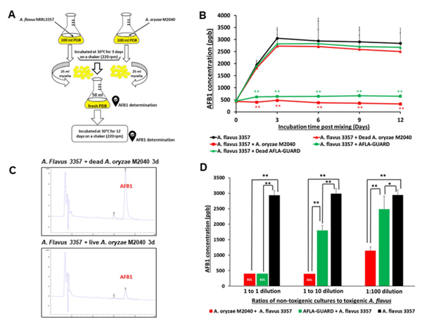 Figure 2. Inhibitory efects of A. oryzae M2040 on AFB1 production by A. favus. (A) Experimental design. (B) Levels of AFB1 accumulation in a liquid co-culture media. *P < 0.05; **P < 0.01. (C) HPLC chromatograms of AFB1 at 3-day incubation of A. favus vs dead and live M2040. Note the diferences in the AFB1 peak size. (D) AFB1 accumulation and in peanut co-inoculated with M2040 and Afa-Guard and A. favus NRRL3357 at diferent ratios.