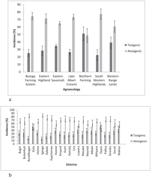 Aflatoxin-producing fungi associated with pre-harvest maize contamination in Uganda - Image 7
