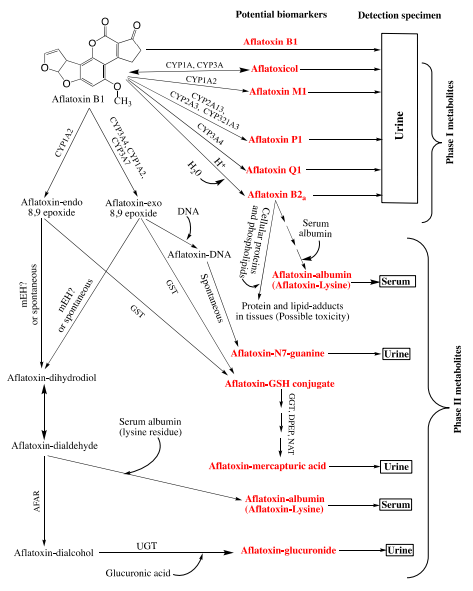 Figure 2. Fate of aflatoxin B1 in the liver showing the metabolites with potential to be used as biomarkers “in red boldface letters” for exposure determination and the biofluids where they can be detected and quantified. For the details on the formation of aflatoxin-albumin adduct from aflatoxin B2a, see Figure 1 below. Adapted from [146]. Abbreviations: CYP: Cytochrome P450 enzymes; GGT: γ-glutamyltranspeptidase; DPEP: Dipeptidase; NAT: Nacetyltransferase; UGT: UPD-glucuronosyltransferases, mEH: Microsomal epoxide hydrolase; GST: Glutathione-S transferase; AFAR: Aflatoxin aldehyde reductase; ?: No sound evidence to whether or not mEH is necessary for the transformation of aflatoxin-exo 8,9 epoxide into aflatoxin-dihydrodiol.