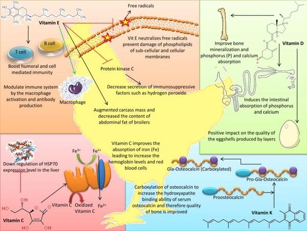 Nutritional significance of amino acids, vitamins and minerals as nutraceuticals in poultry production and health – a comprehensive review - Image 1