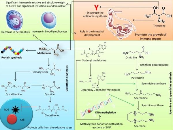 Nutritional significance of amino acids, vitamins and minerals as nutraceuticals in poultry production and health – a comprehensive review - Image 1