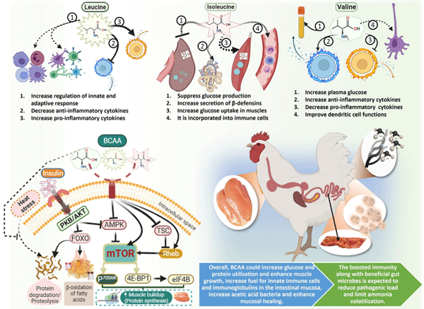 Figure 2. Functions of individual and mixed branched-chain amino acids on gut health functions, and schematic model of hypothesized mechanism of regulation of mTOR signal pathway. 