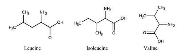 Figure 1. Structures of branched-chain amino acids with hydrophobic aliphatic side chain.