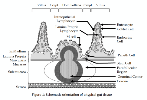 Gut components and Its Function