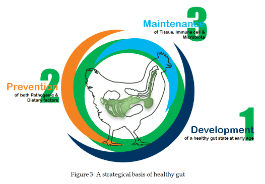 Strategies to keep gut healthy