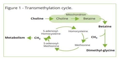 Dietary Betaine Supplementation as a Functional Nutrient in the Least-Cost Feed Formulation - Image 1