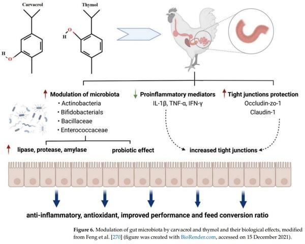 Dietary modulation of gut microflora in broiler chickens: a review of the  role of six kinds of alternatives to in-feed antibiotics, World's Poultry  Science Journal