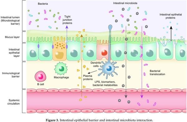 Probiotics, Prebiotics, and Phytogenic Substances for Optimizing Gut Health in Poultry - Image 3