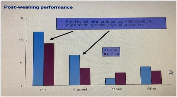Role of Essential Fatty Acids in Transition Sow Diet - Image 1
