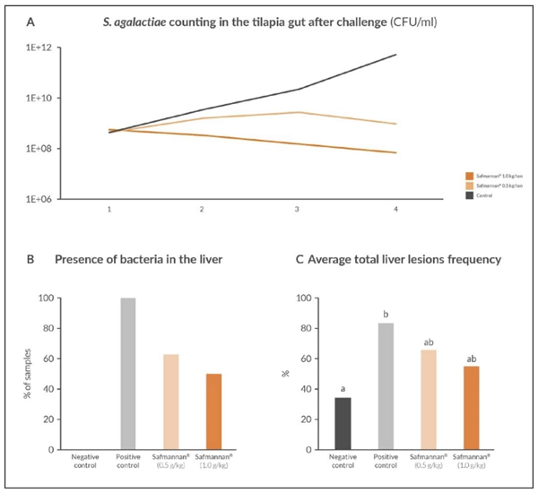 Figure 5. (a) Streptococcus agalactiae counts (CFU/mL) in gut of tilapia after challenge; (b) frequency of S. agalactiae detection in the liver; (c) average total lesions frequency in the liver of tilapia submitted to S. agalactiae intra-peritoneal infection challenge. Bars indicate means and different letters above bars indicate significant differences (P < 0.01). Source: ShrimpVet group (Phileo® by Lesaffre internal trial report).