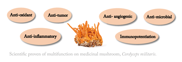 Improving immunity and fighting against diseases: Cordycepin