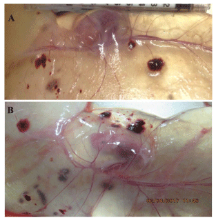 Fig. 1 Placental blood vessels in the allantois on d 30 of gestation in gilts supplemented with either 0 (control) or 0.4% L-arginine. Placental blood vessels are shown in the allantois of gilts without L-arginine supplementation (control; Panel A) and gilts receiving dietary supplementation with 0.4% L-arginine (Panel B)