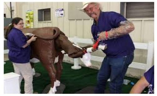Dystocia can be the cause of death of 40% of calves - Image 2