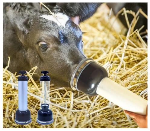 Dystocia can be the cause of death of 40% of calves - Image 3