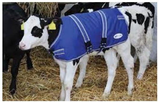 Dystocia can be the cause of death of 40% of calves - Image 5