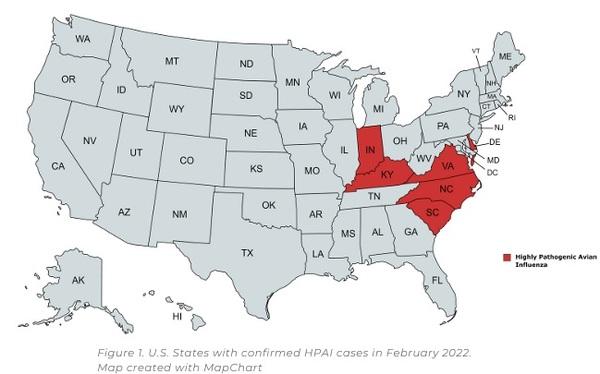 Avian Influenza - Image 2