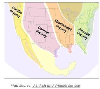 Avian Influenza - Image 7