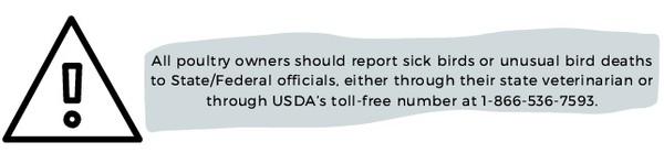 Avian Influenza - Image 5