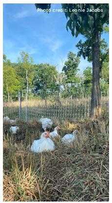 Ranging behavior and range use in chickens - Image 4