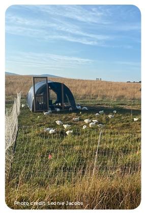 Ranging behavior and range use in chickens - Image 6