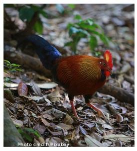 Ranging behavior and range use in chickens - Image 3