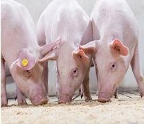 Maternal supplementation with natural antioxidants (Herbal C and Herbal E) during pregnancy in sows - Image 1