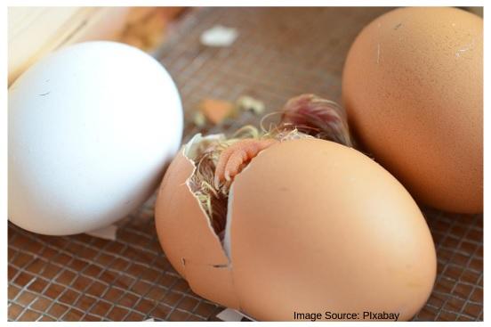 On-farm euthanasia methods for poultry - Image 5