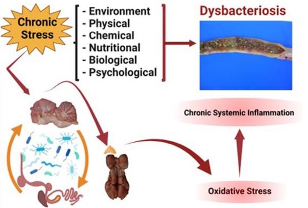 Restoring healthy gut microbiome in poultry using alternative feed additives with particular attention to phytogenic substances: Challenges and prospects - Image 1