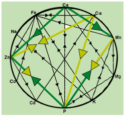 Antagonisms between different inorganic sources of minerals