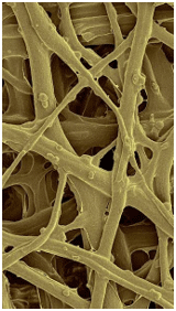 INFLUENCE OF MICROMINERALS ON THE EGGSHELL QUALITY