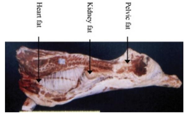 Do cows with similar body condition scores have similar fat reserves? - Image 3