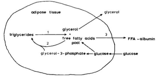 Do cows with similar body condition scores have similar fat reserves? - Image 4