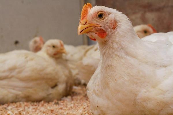 Evaluation of Actisaf on full term broiler performance - Image 1
