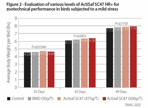Evaluation of Actisaf on full term broiler performance - Image 3
