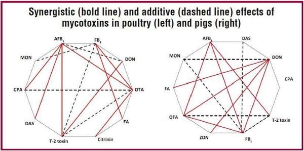 Polymycotoxicosis: Evaluation of its effect - Image 1