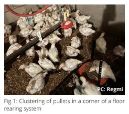 Piling and smothering behaviors in commercial laying hens - Image 2