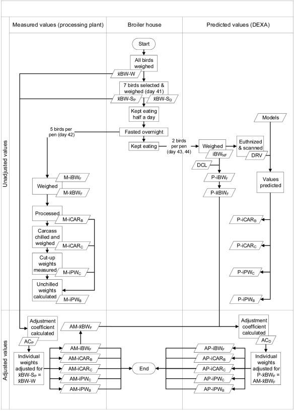 Processing weights of chickens determined by dual-energy X-ray absorptiometry: 3. Validation of prediction models - Image 3