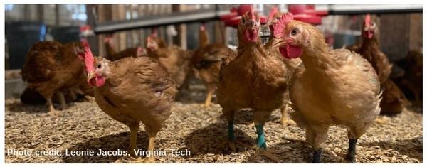 The welfare of broiler chickens part 2: the marketability of slow-growing broilers - Image 2