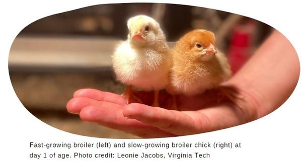 The welfare of broiler chickens part 2: the marketability of slow-growing broilers - Image 7