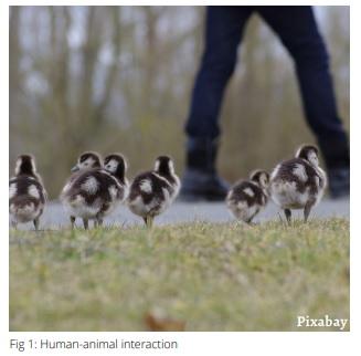 Human-Animal Interactions: Impacts on Animal Welfare - Image 2