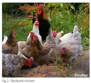 Human-Animal Interactions: Impacts on Animal Welfare - Image 3