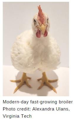 The welfare of broiler chickens part 2: the marketability of slow-growing broilers - Image 4