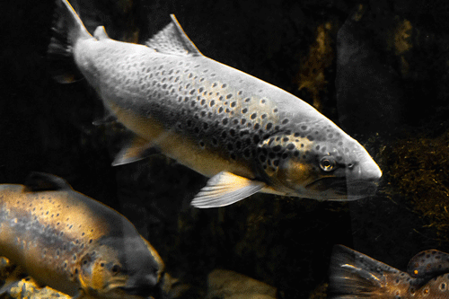 Bacteriophages: A sustainable solution to tackle AMR in aquaculture