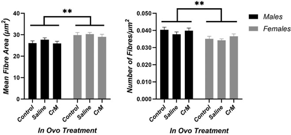 Figure 6. Mean fiber area (μm2) and number of fibers/μm2 of breast muscle tissue of Ross 308 broiler chickens at hatch given an in ovo injection at embryonic d 14; Control) non-injected control group; Saline) 0.75% saline solution-injected control group; CrM) 8.16 mg Creatine monohydrate (CrM)/0.75% saline solution-injected group. Error bars are § SEM. ** denotes highly statistical significance between male and female birds (P < 0.001).