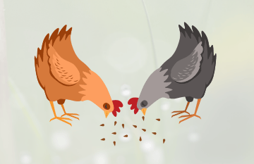 USE OF SPECIFIC FEED INGREDIENTS OR ADDITIVES: ENZYMES, PROBIOTICS, PREBIOTICS, SYMBIOTICS, ORGANIC ACIDS, PHYTOBIOTICS, ETC.