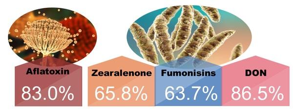 Mycotoxins annual survey of mycotoxin in feed in 2022 Taiwan - Image 2
