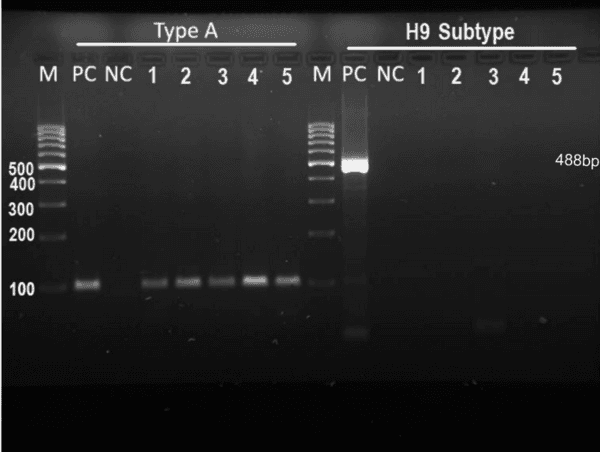 Monitoring of aquatic birds and surveillance of avian influenza and Newcastle disease of waterfowls at the National Park of Urmia Lake - Image 16
